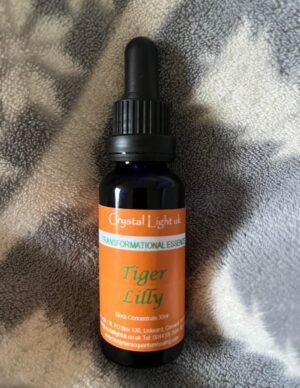TIGER LILLY